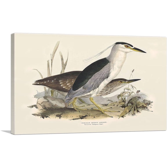 ARTCANVAS Common Night Heron Canvas Art Print by Edward Lear - Size: 26" x 18" (1.50" Deep)