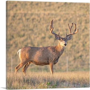 ARTCANVAS Deer In Wild Field Home decor Canvas Art Print - Size: 18" x 18" (0.75" Deep)