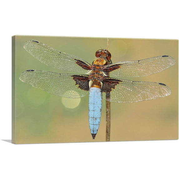 ARTCANVAS Dragonfly Home decor Canvas Art Print - Size: 40" x 26" (1.50" Deep)