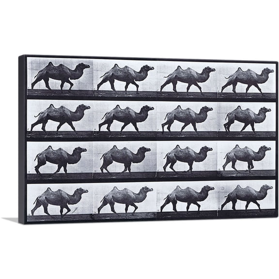 ARTCANVAS Egyptian Camel Walking Canvas Art Print by Eadweard Muybridge - Size: 26" x 18" (0.75" Deep)