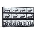 thumbnail image 1 of ARTCANVAS Elk Galloping Canvas Art Print by Eadweard Muybridge - Size: 40" x 26" (0.75" Deep), 1 of 9