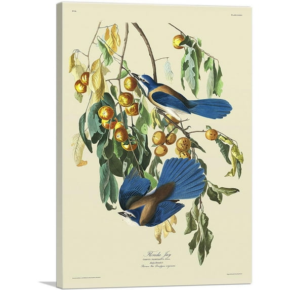 ARTCANVAS Florida Jay Canvas Art Print by John James Audubon - Size: 18" x 12" (1.50" Deep)