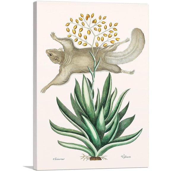 ARTCANVAS Flying Squirrel Canvas Art Print by Mark Catesby - Size: 18" x 12" (0.75" Deep)