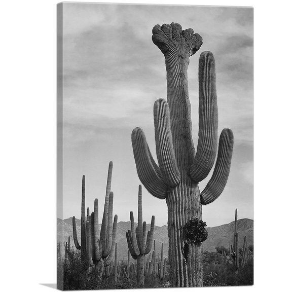 ARTCANVAS Full View of Cactus - Saguaro National Monument - Arizona Canvas Art Print by Ansel Adams - Size: 40" x 26" (0.75" Deep)