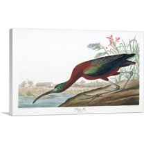 ARTCANVAS Glossy Ibis Canvas Art Print by John James Audubon - Size: 26" x 18" (0.75" Deep)