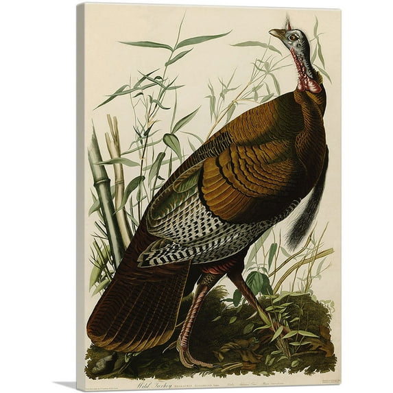 ARTCANVAS Great American Cock - Wild Turkey Canvas Art Print by John James Audubon - Size: 12" x 8" (0.75" Deep)