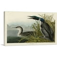 thumbnail image 1 of ARTCANVAS Great Northern Diver - Loon Canvas Art Print by John James Audubon - Size: 26" x 18" (0.75" Deep), 1 of 9