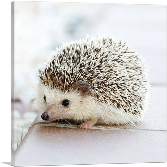 ARTCANVAS Hedgehog Home Decor Square Canvas Art Print - Size: 12" x 12" (0.75" Deep)