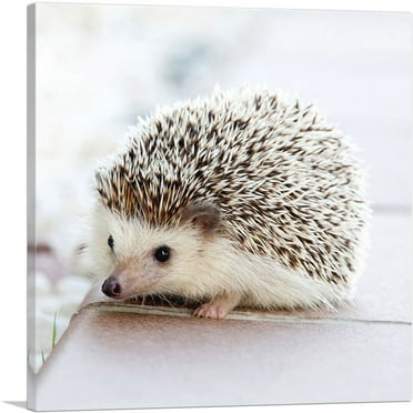 ARTCANVAS Hedgehog Home Decor Square Canvas Art Print - Size: 18" x 18" (0.75" Deep)