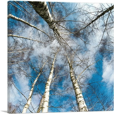 ARTCANVAS High Trees Forest Home Decor Square Canvas Art Print - Size: 18" x 18" (0.75" Deep)