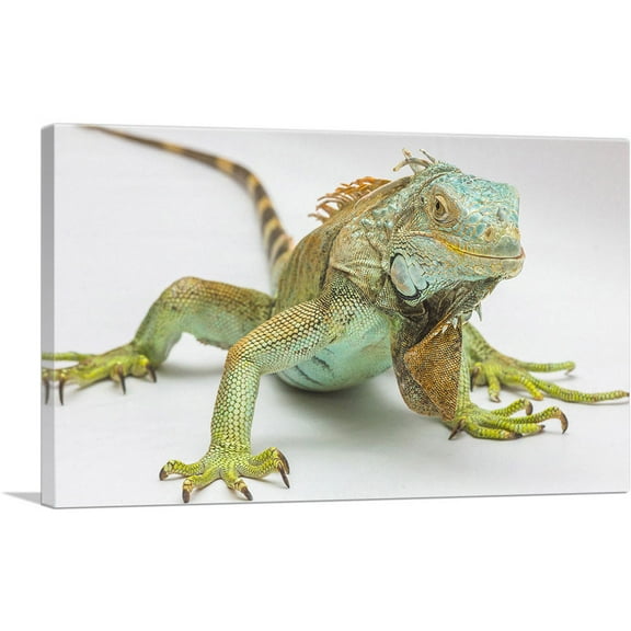 ARTCANVAS Iguana Home decor Canvas Art Print - Size: 26" x 18" (0.75" Deep)