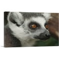 thumbnail image 1 of ARTCANVAS Lemur Face Home decor Canvas Art Print - Size: 26" x 18" (0.75" Deep), 1 of 9