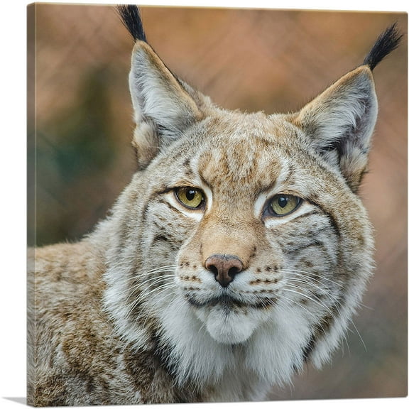 ARTCANVAS Lynx In Forest Home Decor Square Canvas Art Print - Size: 12" x 12" (0.75" Deep)