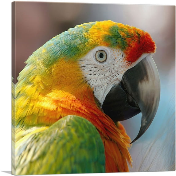 ARTCANVAS Macaw Home Decor Square Canvas Art Print - Size: 36" x 36" (0.75" Deep)