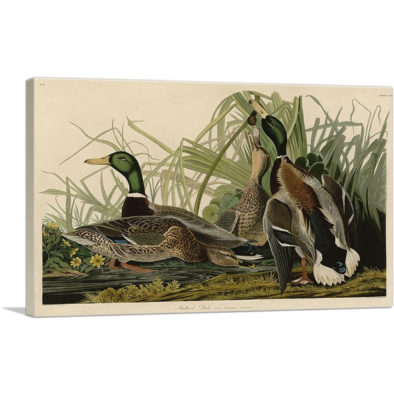 ARTCANVAS Mallard Duck Canvas Art Print by John James Audubon - Size: 40" x 26" (1.50" Deep)