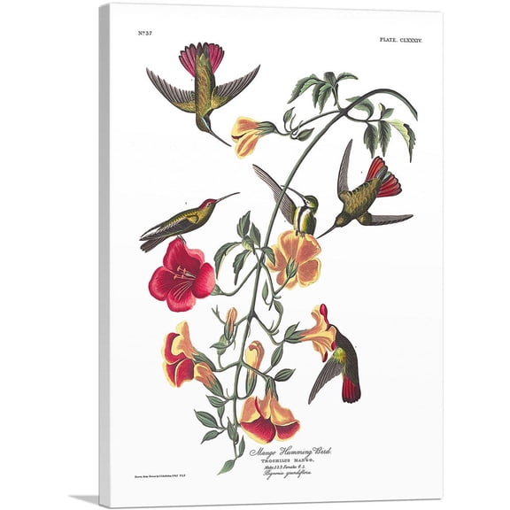 ARTCANVAS Mango Hummingbird Canvas Art Print by John James Audubon - Size: 18" x 12" (0.75" Deep)