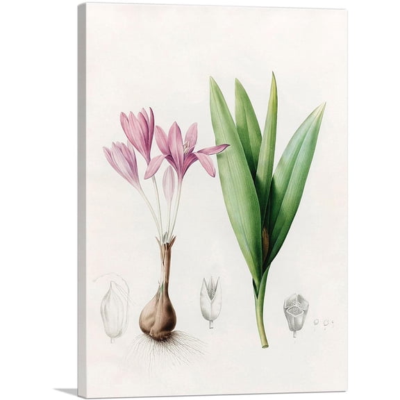 ARTCANVAS Meadow Saffron Or Autumn Crocus Canvas Art Print by Pierre-Joseph Redoute - Size: 40" x 26" (0.75" Deep)