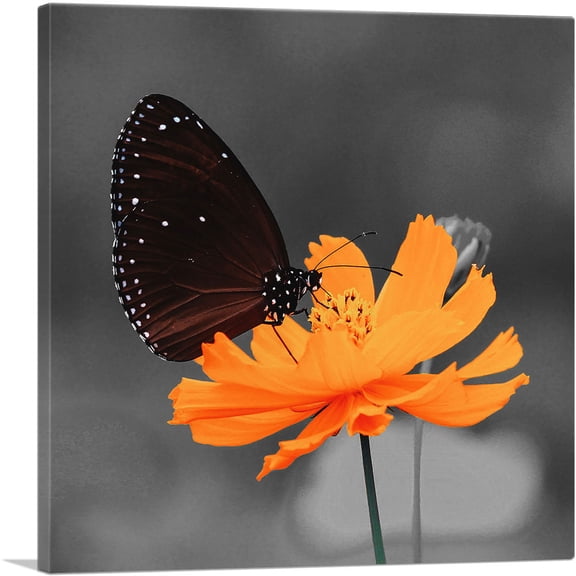ARTCANVAS Monarch Butterfly On Orange Flower Canvas Art Print - Size: 12" x 12" (0.75" Deep)