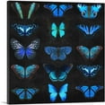 thumbnail image 1 of ARTCANVAS Navy Baby Blue Butterfly Wings Insect Black Canvas Art Print - Size: 36" x 36" (1.50" Deep), 1 of 9
