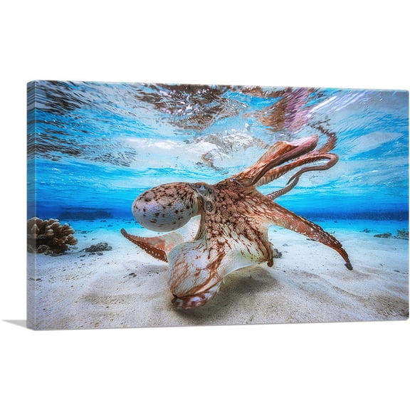 ARTCANVAS Octopus in Shallow Ocean Water Canvas Art Print - Size: 26" x 18" (0.75" Deep)