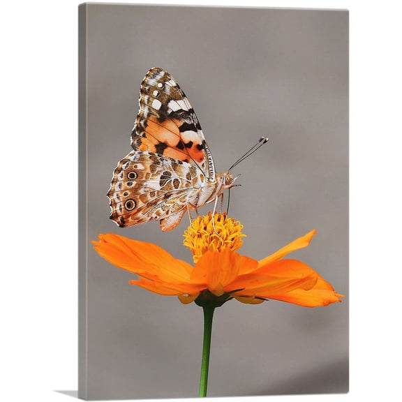 ARTCANVAS Orange Butterfly on Flower Closeup Canvas Art Print - Size: 26" x 18" (0.75" Deep)