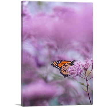 ARTCANVAS Orange Butterfly on Pink Flower Canvas Art Print - Size: 26" x 18" (0.75" Deep)