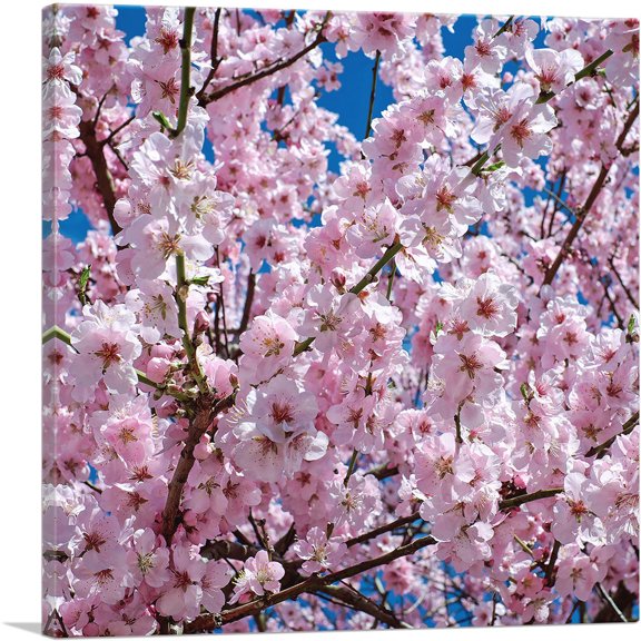 ARTCANVAS Orchard Tree Blossoms Home Decor Square Canvas Art Print - Size: 12" x 12" (0.75" Deep)