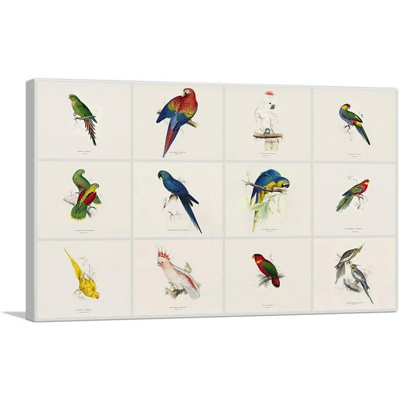 ARTCANVAS Parrot Cockatoo Macaw Parakeet Collage Rectangle Canvas Art Print by Edward Lear - Size: 12" x 8" (0.75" Deep)