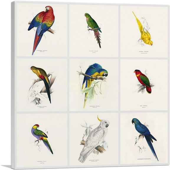 ARTCANVAS Parrot Cockatoo Macaw Parakeet Collage Square Canvas Art Print by Edward Lear - Size: 12" x 12" (1.50" Deep)