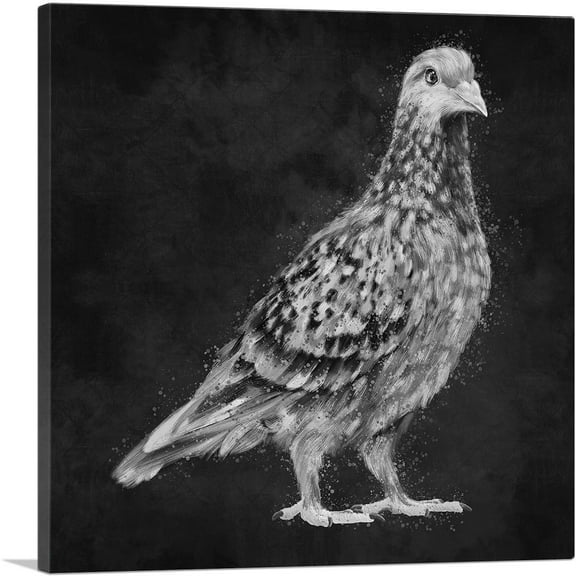 ARTCANVAS Pigeon Dove Bird Black White Canvas Art Print - Size: 18" x 18" (0.75" Deep)