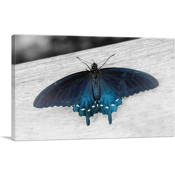 ARTCANVAS Pipevine Swallowtail Butterfly Canvas Art Print - Size: 26" x 18" (0.75" Deep)