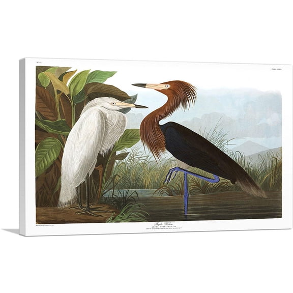 ARTCANVAS Purple Heron Canvas Art Print by John James Audubon - Size: 26" x 18" (0.75" Deep)