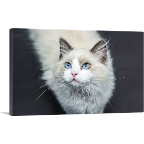 ARTCANVAS Ragdoll White Blue Eyes Home decor Canvas Art Print - Size: 18" x 12" (1.50" Deep)