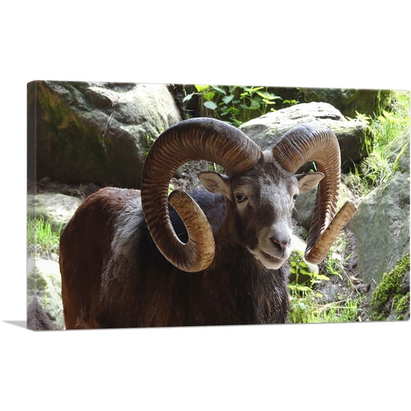 ARTCANVAS Ram Zoo decor Canvas Art Print - Size: 12" x 8" (0.75" Deep)