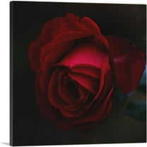 ARTCANVAS Rose Red Flower Canvas Art Print - Size: 18" x 18" (0.75" Deep)
