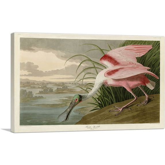ARTCANVAS Roseate Spoonbill Canvas Art Print by John James Audubon - Size: 18" x 12" (0.75" Deep)