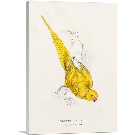 ARTCANVAS Roseringed Parakeet 1832 Canvas Art Print by Edward Lear - Size: 12" x 8" (0.75" Deep)