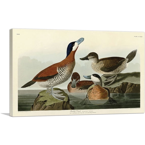 ARTCANVAS Ruddy Duck Canvas Art Print by John James Audubon - Size: 40" x 26" (1.50" Deep)