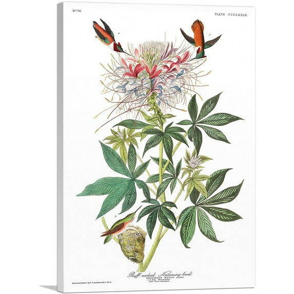 ARTCANVAS Ruff Necked Hummingbird Canvas Art Print by John James Audubon - Size: 12" x 8" (0.75" Deep)