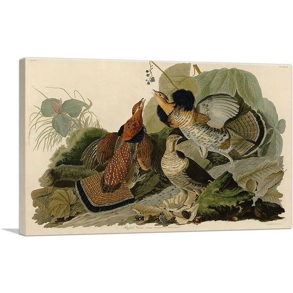 ARTCANVAS Ruffed Grouse Canvas Art Print by John James Audubon - Size: 12" x 8" (0.75" Deep)
