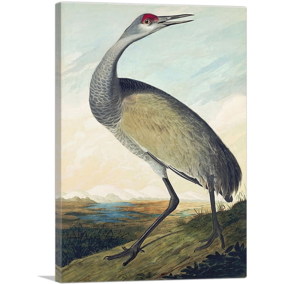 ARTCANVAS Sandhill Crane Canvas Art Print by John James Audubon - Size: 26" x 18" (0.75" Deep)