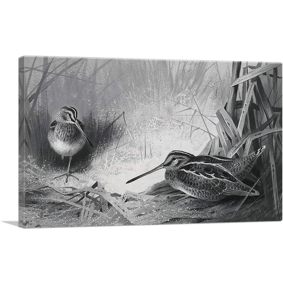 ARTCANVAS Snipe Canvas Art Print by Archibald Thorburn - Size: 40" x 26" (0.75" Deep)