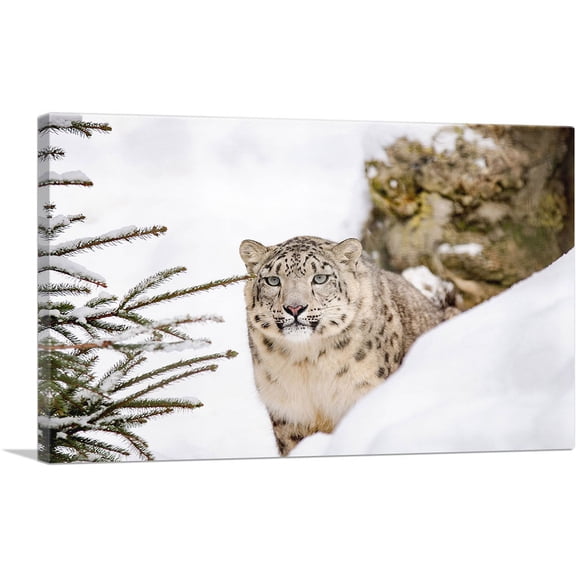 ARTCANVAS Snow Leopard Home decor Canvas Art Print - Size: 18" x 12" (0.75" Deep)