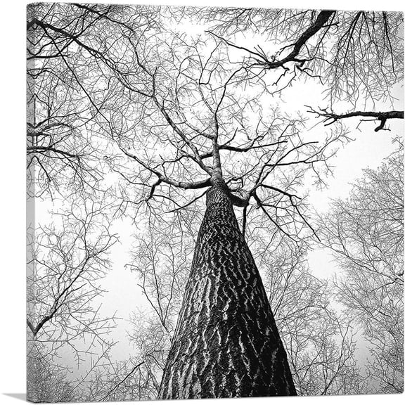 ARTCANVAS Tall Tree Branches Home Decor Square Canvas Art Print - Size: 26" x 26" (1.50" Deep)