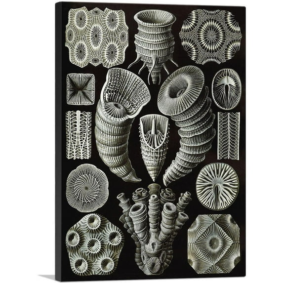 ARTCANVAS Tetracoralla Colonial Sea Corals Canvas Art Print by Ernst Haeckel - Size: 26" x 18" (0.75" Deep)
