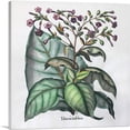 thumbnail image 1 of ARTCANVAS Tobacco Plant - Tabacum Latifolium Canvas Art Print by Besler Basilius - Size: 18" x 18" (0.75" Deep), 1 of 9