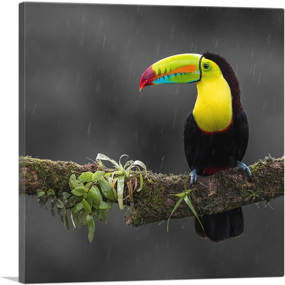 ARTCANVAS Toucan Bird Green Branch Forest Canvas Art Print - Size: 12" x 12" (1.50" Deep)