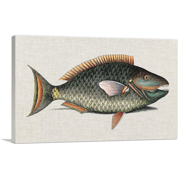 ARTCANVAS Vintage Illustration Of Parrot Fish Canvas Art Print by Mark Catesby - Size: 12" x 8" (0.75" Deep)