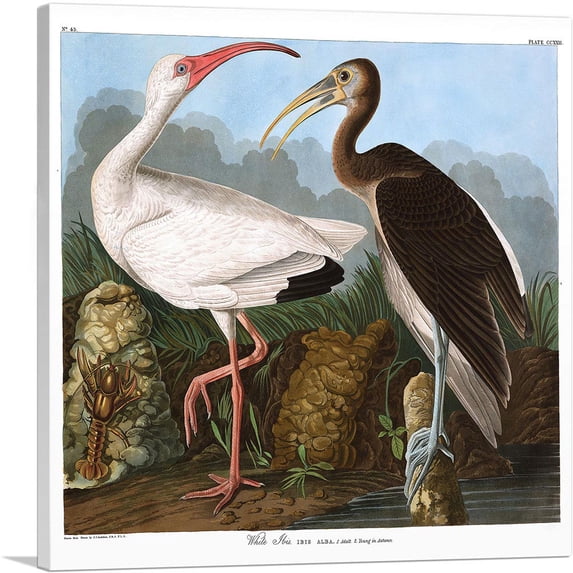 ARTCANVAS White Ibis Canvas Art Print by John James Audubon - Size: 12" x 12" (1.50" Deep)