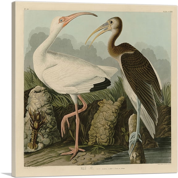 ARTCANVAS White Ibis Canvas Art Print by John James Audubon - Size: 18" x 18" (0.75" Deep)